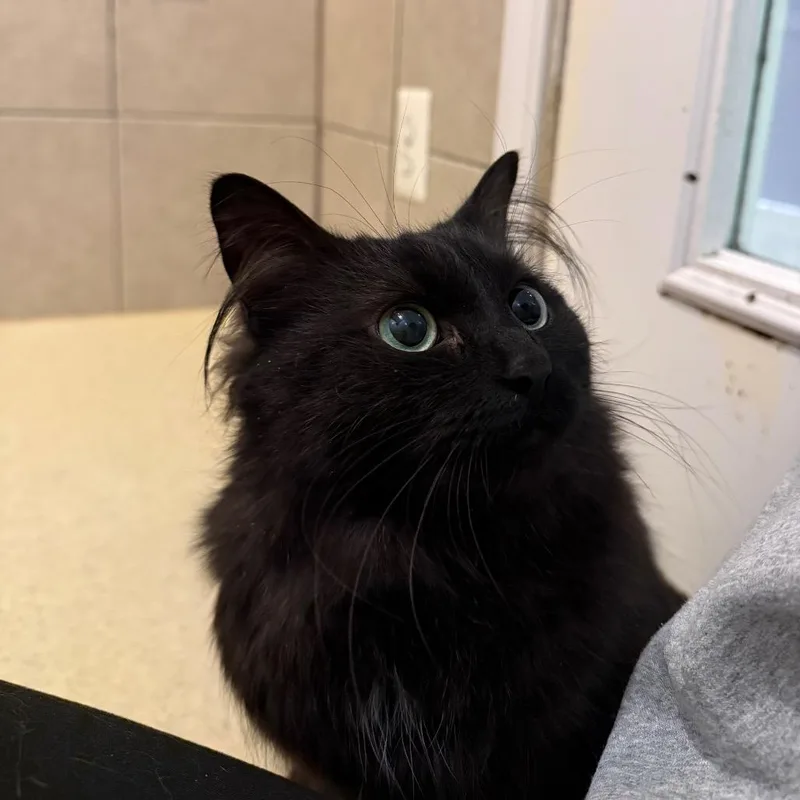 Minnie And Stinkbug Bonded thumbnail 2