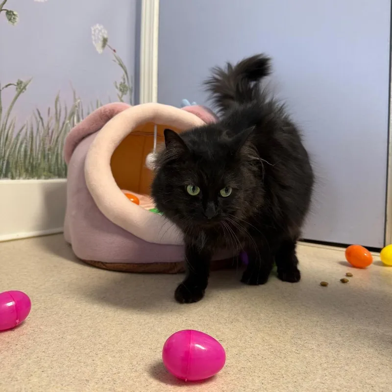 Minnie And Stinkbug Bonded thumbnail 3