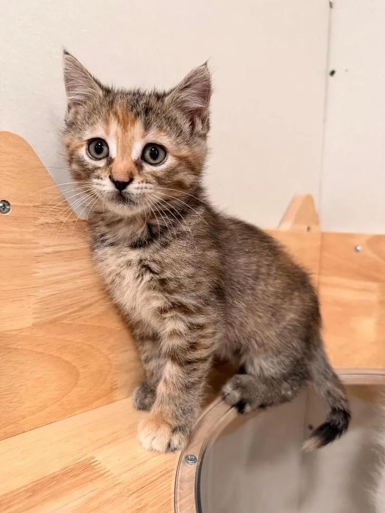 A baby small-sized female Domestic Short Hair cat named Pudding Cup for adoption in Dallas, PA