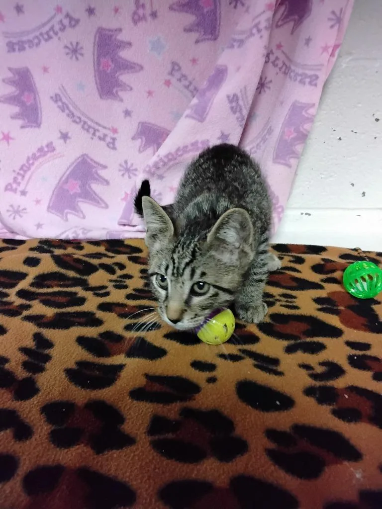 A baby medium-sized male Domestic Short Hair cat named Joebytha for adoption in Ada, OK