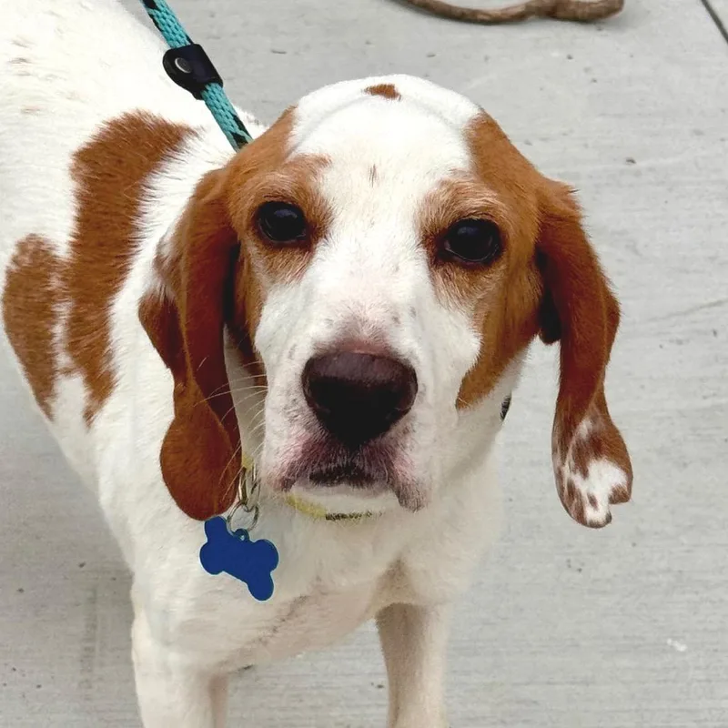 An adult small-sized male Brown / Chocolate Beagle dog named Andy Warhol City of for adoption in Chino Hills, CA