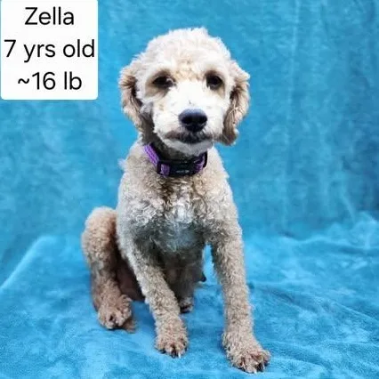 An adult small-sized female Apricot / Beige Miniature Poodle dog named Zella for adoption in Watertown, WI