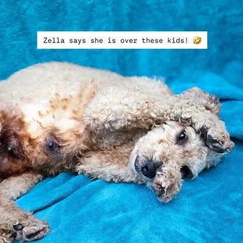 Zella thumbnail 2