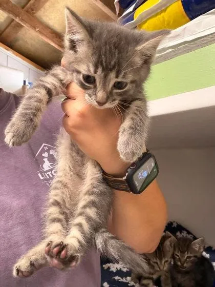 A young medium-sized male Gray / Blue / Silver Domestic Short Hair cat named Estee for adoption in Leitchfield, KY
