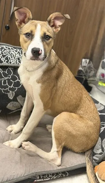 A young medium-sized female Staffordshire Bull Terrier dog named Lani for adoption in Conroe, TX