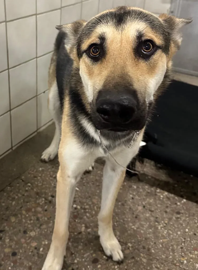 A young medium-sized male German Shepherd Dog dog named Apollo for adoption in Rock Springs, WY