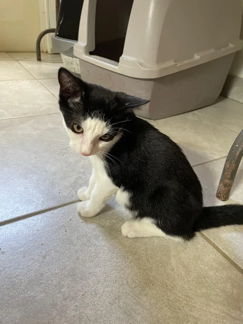 A baby small-sized male Black & White / Tuxedo Domestic Short Hair cat named Vincent for adoption in South Ozone Park, NY