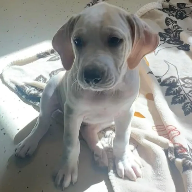 Marcy aka Fresh Pet thumbnail 4