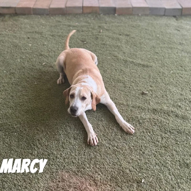 Marcy aka Fresh Pet thumbnail 6