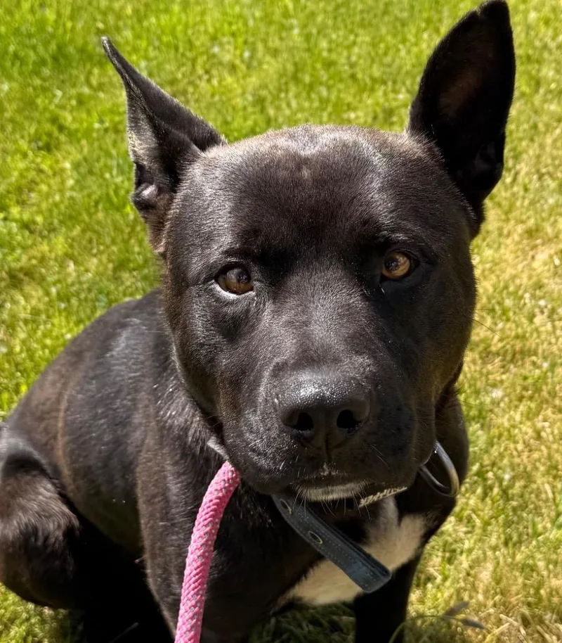 A young medium-sized male Labrador Retriever dog named Miles for adoption in Saginaw, MI