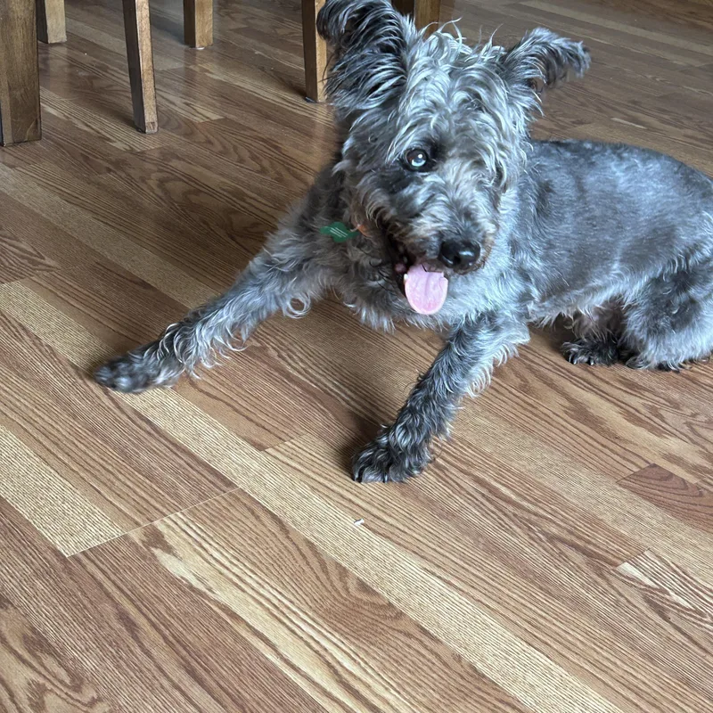 An adult medium-sized male Schnauzer dog named Shadow for adoption in Whitewater, WI