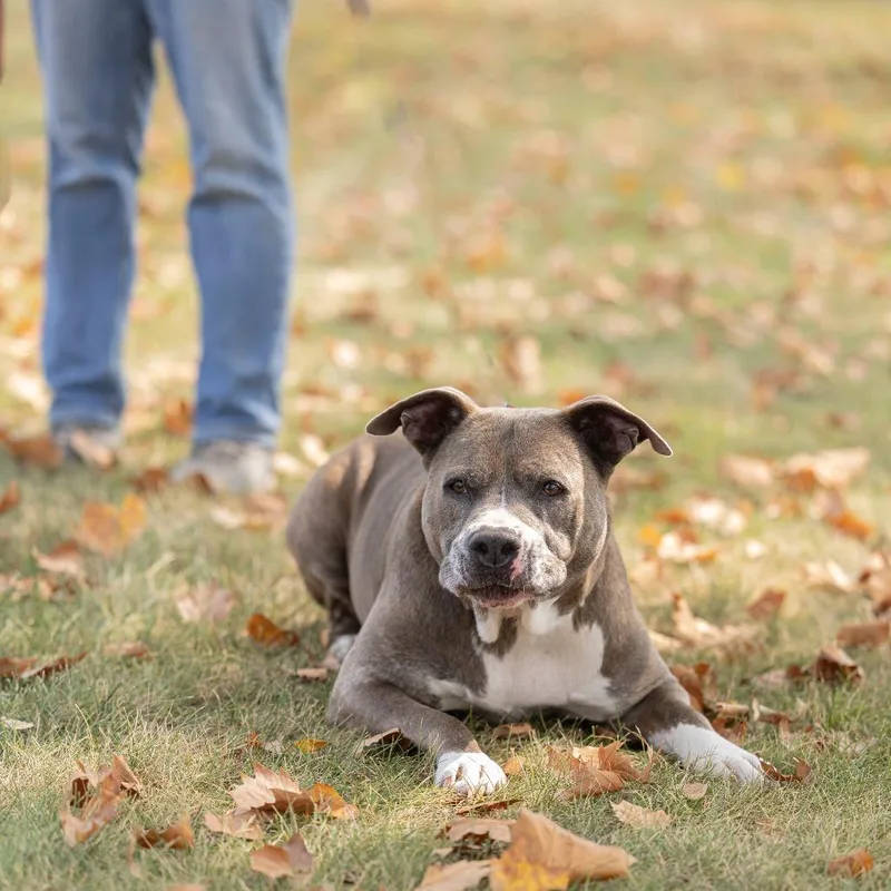 An adult large-sized female Brindle Mixed Breed dog named Taro for adoption in Dearborn, MI