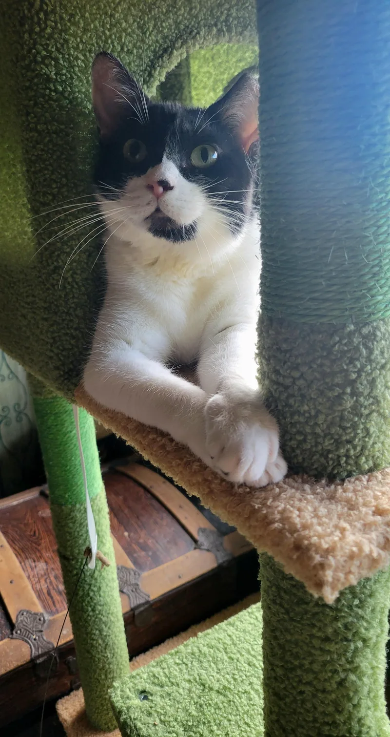 An adult medium-sized female Black & White / Tuxedo Domestic Short Hair cat named Amazing Maisie for adoption in Phoenix , AZ
