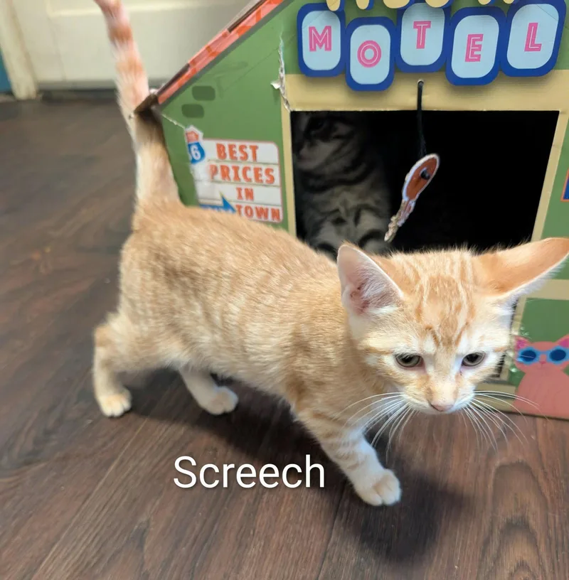 A baby medium-sized male Tabby (Orange / Red) Tabby cat named Screech for adoption in Spring City, PA