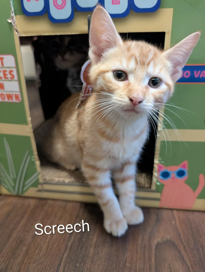 Screech thumbnail 2