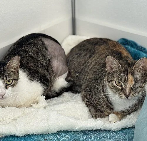 A young medium-sized female Domestic Long Hair cat named Peach for adoption in Tampa, FL