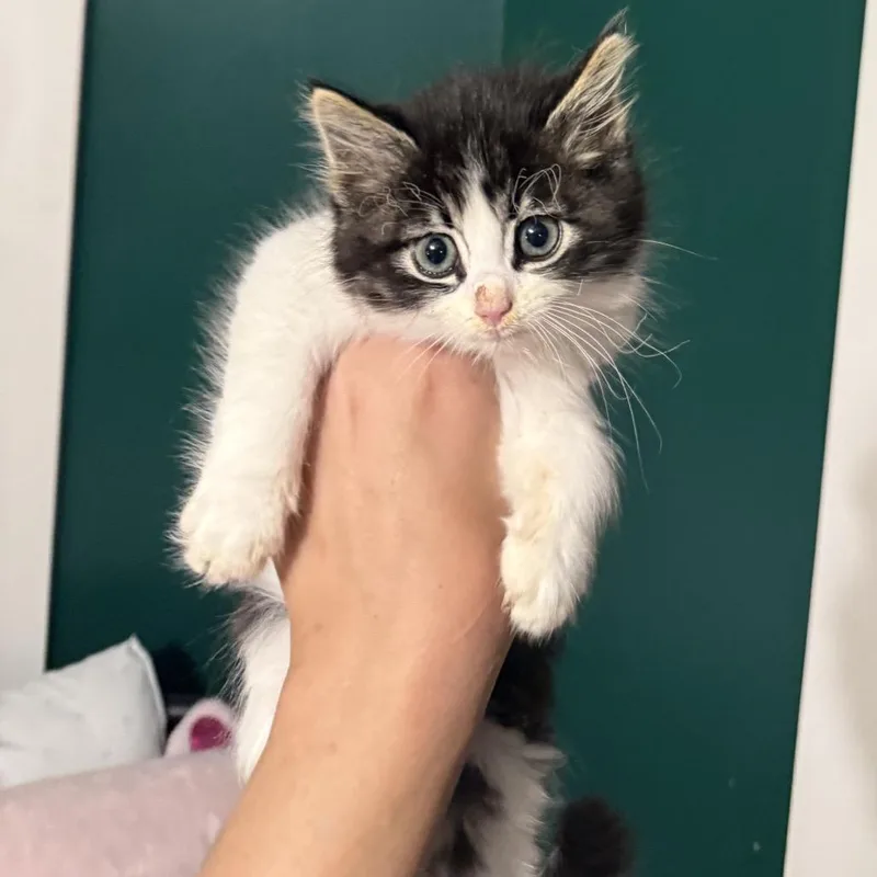 A baby small-sized male Black Domestic Long Hair cat named Hairball for adoption in Granville, OH