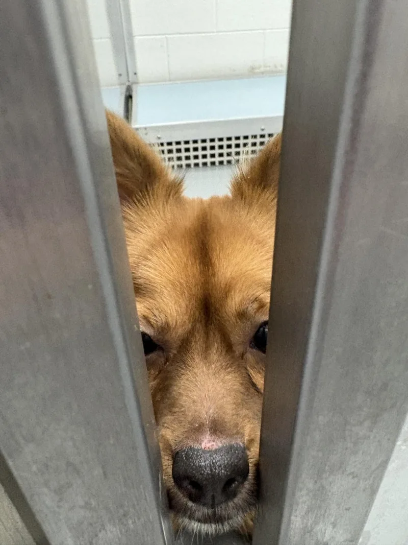 Fennekin thumbnail 2