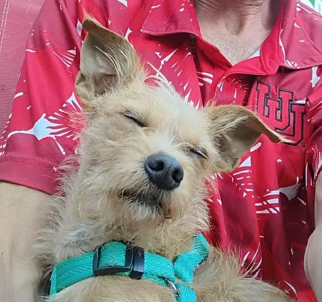 A baby small-sized male Terrier dog named Tucker for adoption in West Valley, UT
