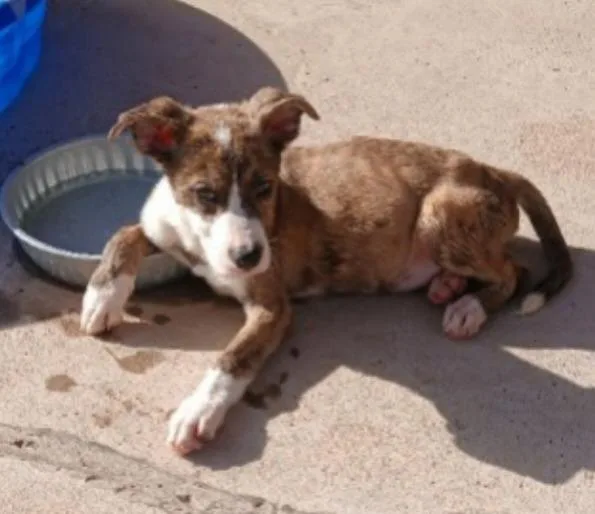 A baby small-sized male Spaniel dog named Clyde for adoption in Thompson Falls, MT