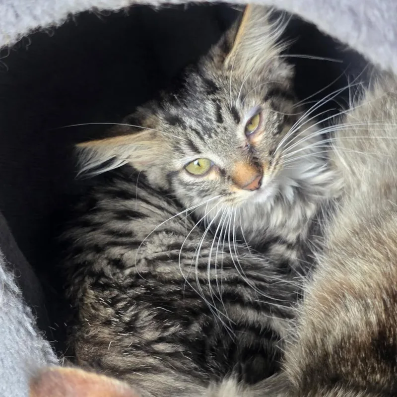 A baby small-sized female Brown / Chocolate Domestic Medium Hair cat named Archer for adoption in Springfield, IL