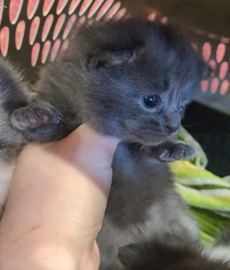 A baby medium-sized male Domestic Short Hair cat named Foxtrot for adoption in Portland, IN