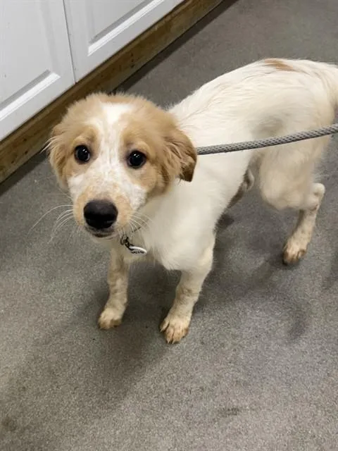 A young small-sized female Great Pyrenees dog named Blanca for adoption in Upper Marlboro, MD