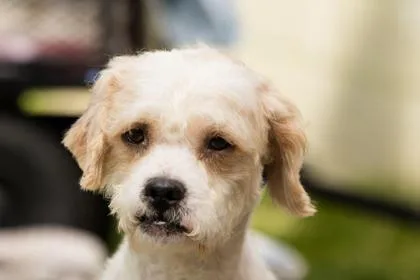 An adult small-sized male Mixed Breed dog named Candytuft for adoption in West Chester, PA