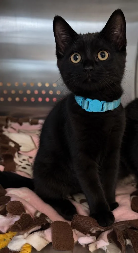 A baby small-sized male Domestic Short Hair cat named Devon for adoption in Columbia, TN