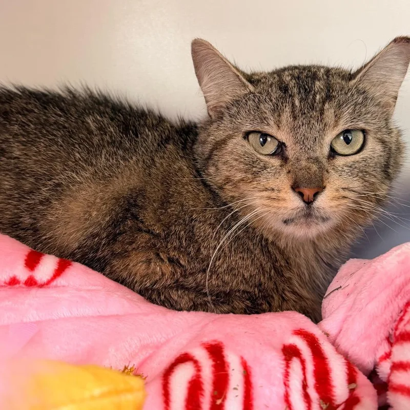 An adult medium-sized female Gray / Blue / Silver Domestic Short Hair cat named Gladys for adoption in Newark, NJ