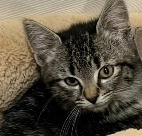 A baby medium-sized female Tabby (Tiger Striped) Domestic Short Hair cat named Pebbles for adoption in Wantagh, NY