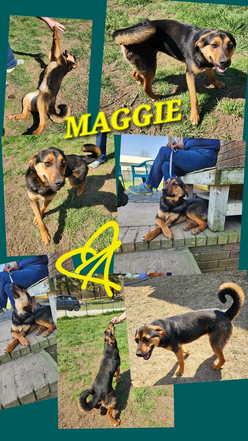 A young medium-sized female Black Australian Shepherd dog named Maggie Girl for adoption in Jackson, TN