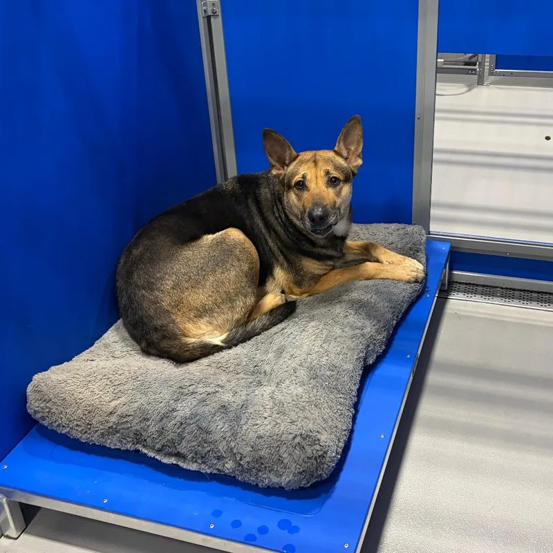 An adult medium-sized female Brown / Chocolate Shepherd dog named Katy Kcac for adoption in Kerrville, TX