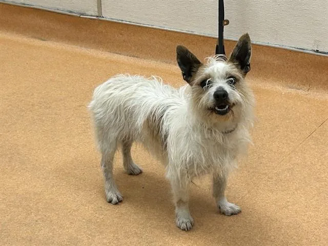 A young small-sized male Terrier dog named Rockwell for adoption in Martinez, CA