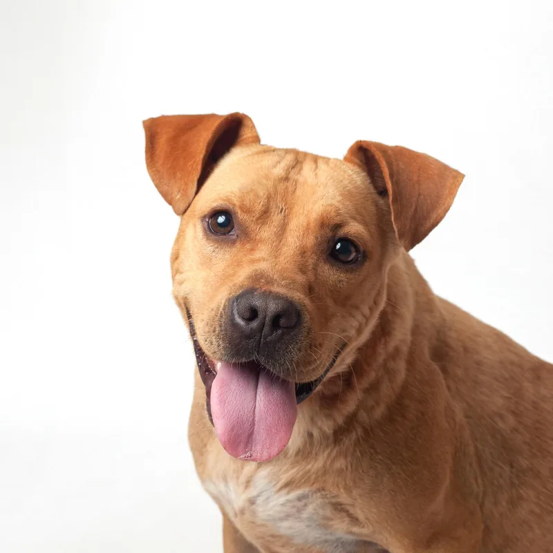 An adult medium-sized male Mixed Breed dog named Arion for adoption in Guthrie, OK