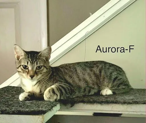 A baby medium-sized female Domestic Short Hair cat named Aurora for adoption in Lunenburg, MA