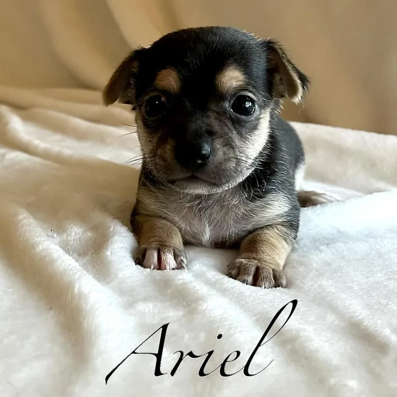 A baby small-sized female Bicolor Chihuahua dog named Ariel for adoption in Liverpool, TX