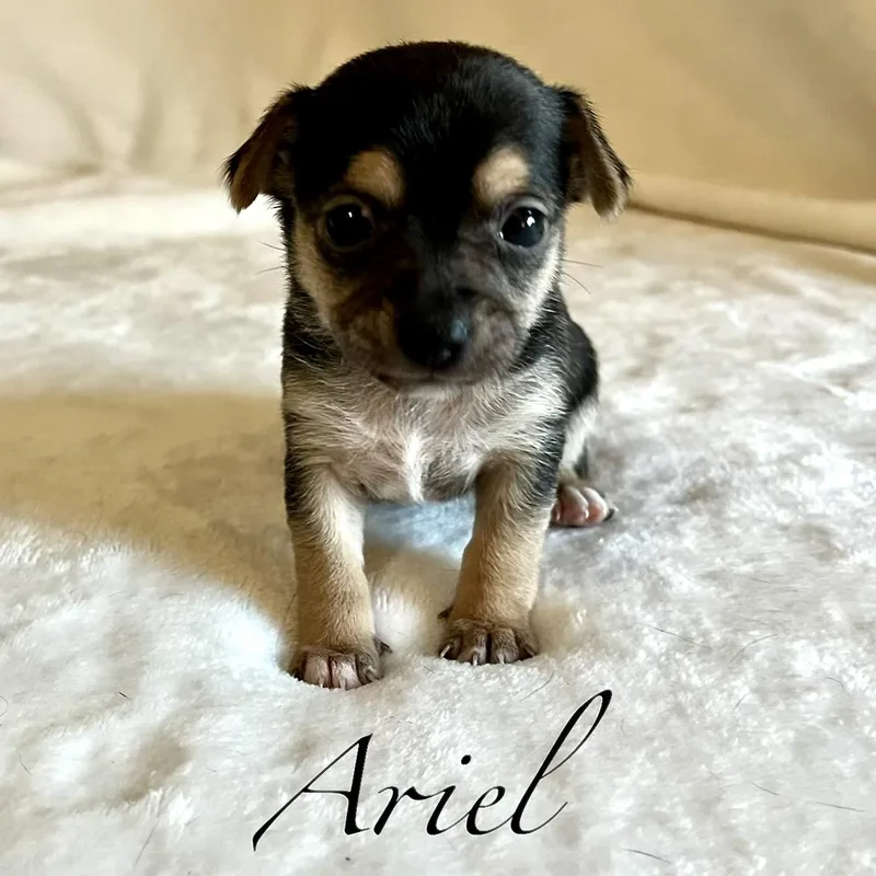 Ariel thumbnail 2