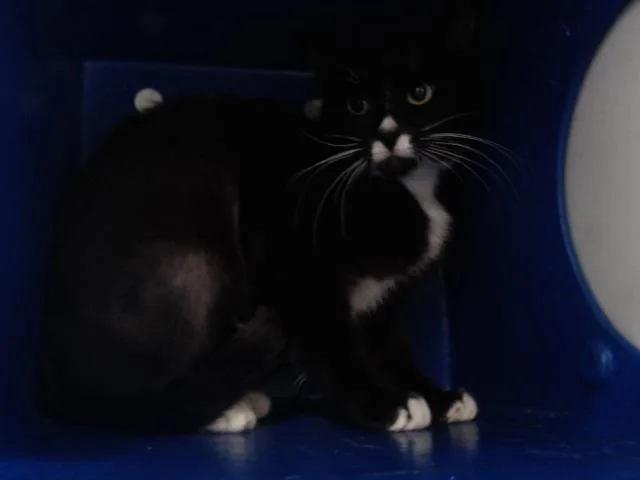 A young small-sized female Domestic Short Hair cat named Panda for adoption in Orlando, FL