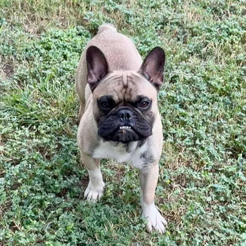 An adult small-sized male French Bulldog dog named Louie for adoption in Kerrville, TX