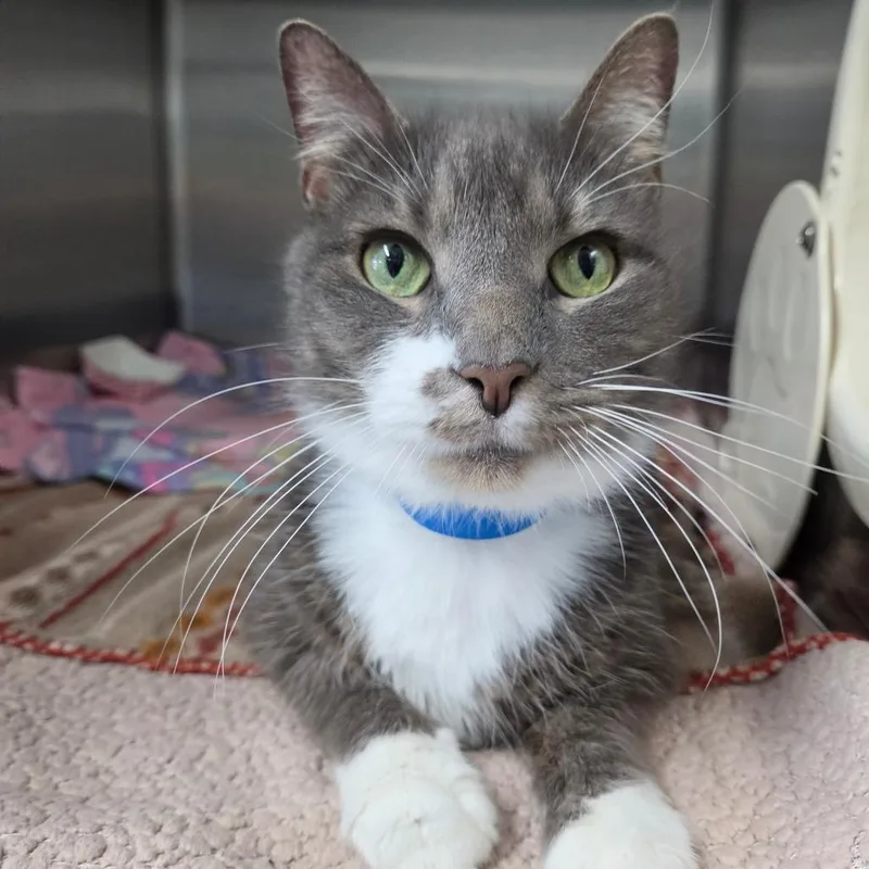 An adult large-sized male Gray / Blue / Silver Domestic Short Hair cat named Gus for adoption in Lakeland, FL