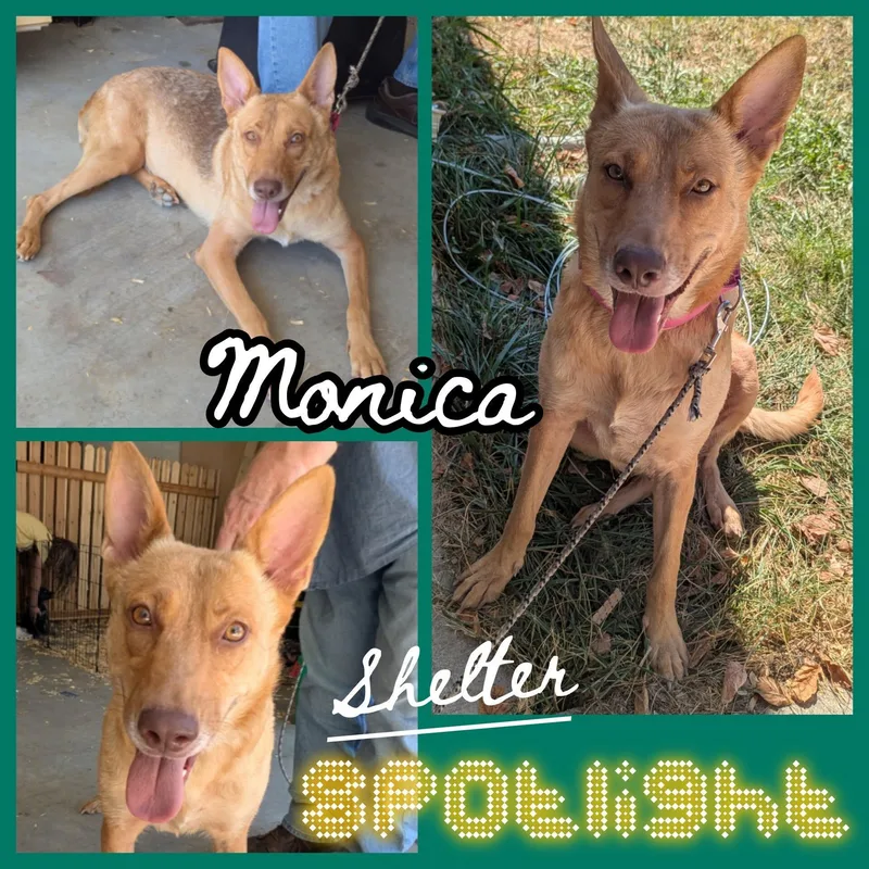 An adult large-sized female Shepherd dog named Monica for adoption in Hollister, MO
