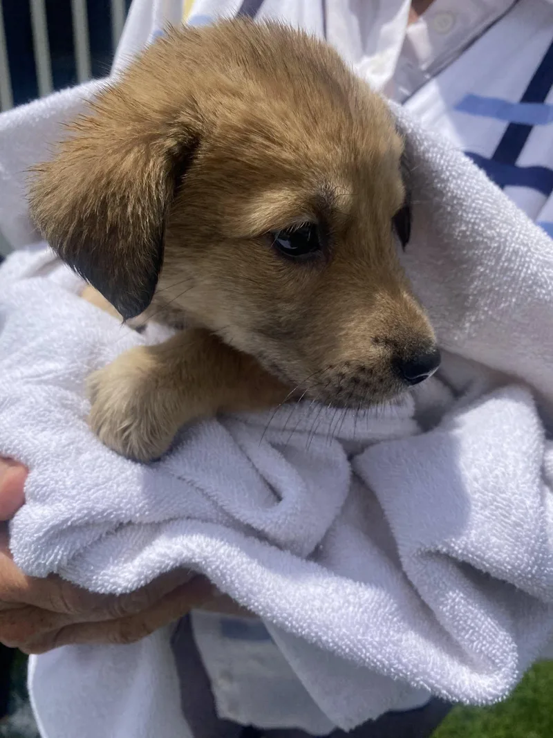 A baby large-sized male Shepherd dog named Boo Boo for adoption in Berlin, NJ