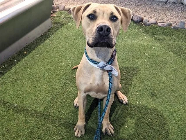 A young large-sized male Labrador Retriever dog named Hamlet for adoption in Phoenix, AZ