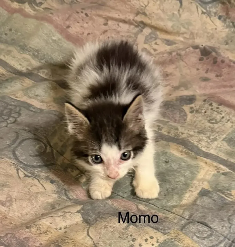 A baby small-sized male Black & White / Tuxedo Domestic Short Hair cat named Momo for adoption in Safety Harbor, FL
