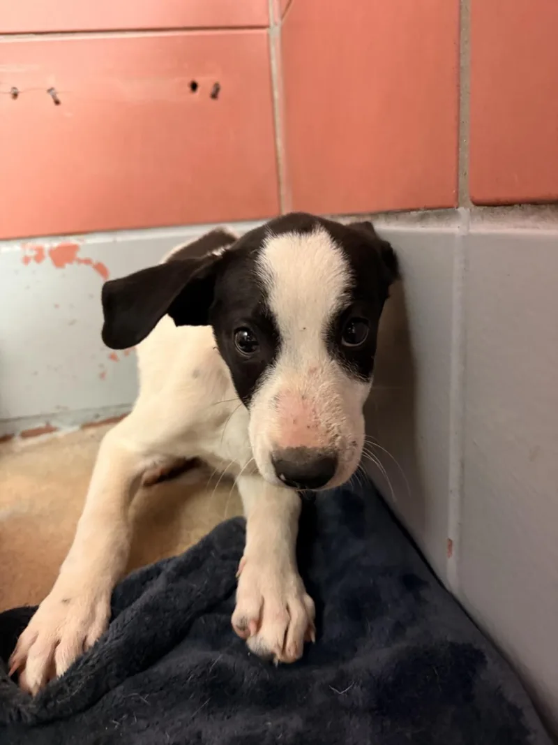 A baby small-sized male Staffordshire Bull Terrier dog named A for adoption in Houston, TX
