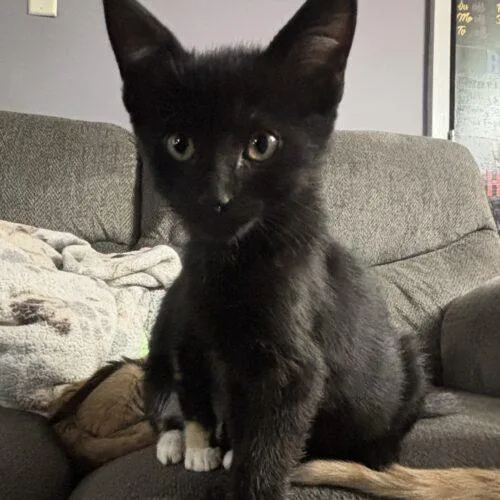 A baby small-sized male Domestic Short Hair cat named Ulysseus for adoption in Kirksville, MO
