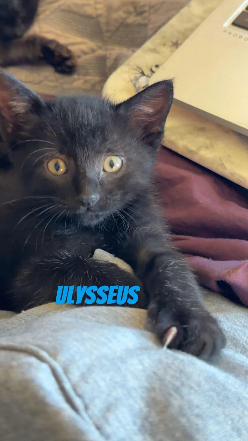Ulysseus thumbnail 2