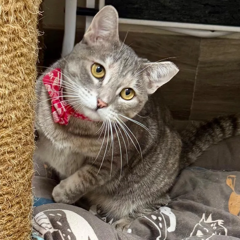 An adult medium-sized female Tortoiseshell Domestic Short Hair cat named Annie for adoption in Lakeland, FL