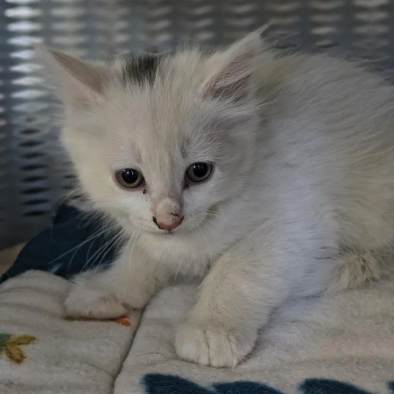 A baby small-sized female White Domestic Medium Hair cat named Pepper for adoption in Othello, WA